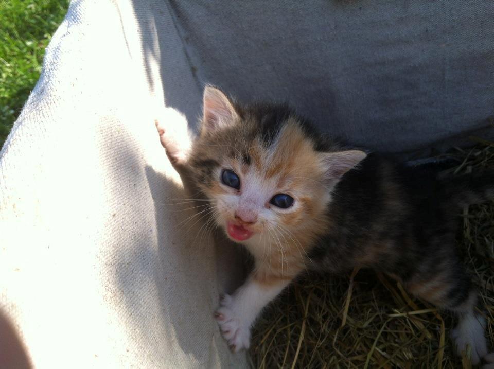 Huskat Sille billede 4