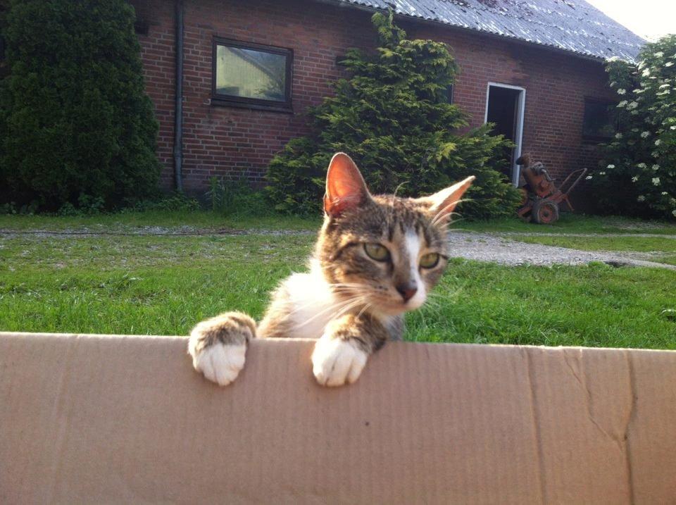 Huskat Sille billede 5