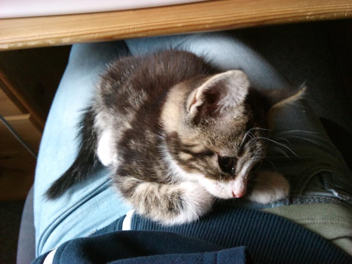 Blanding af racer Ferdinand billede 2