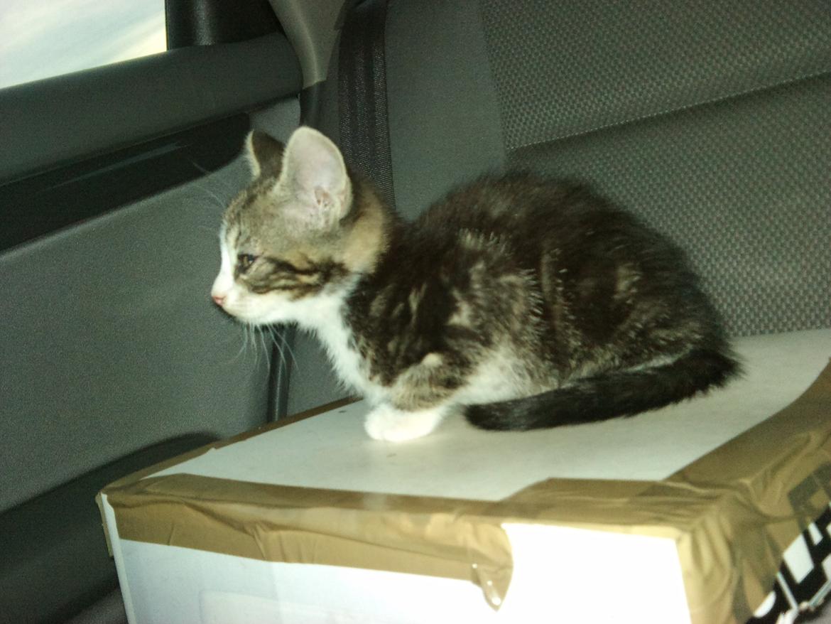 Blanding af racer Ferdinand billede 3