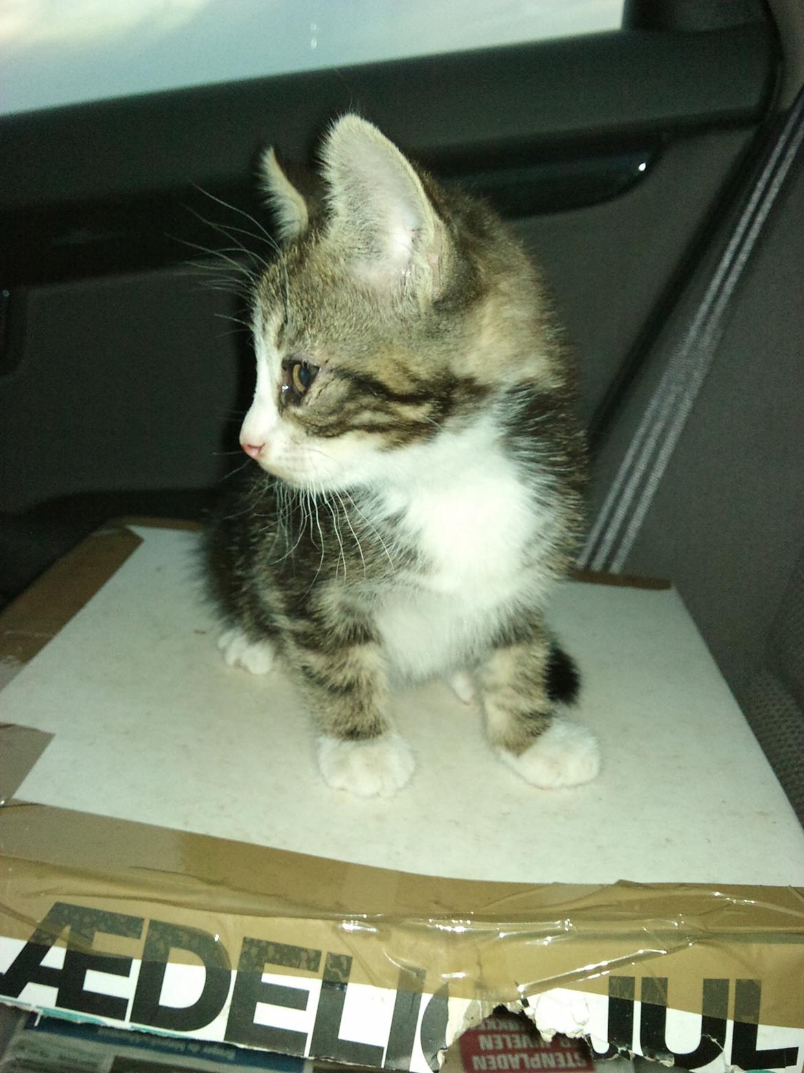 Blanding af racer Ferdinand billede 4