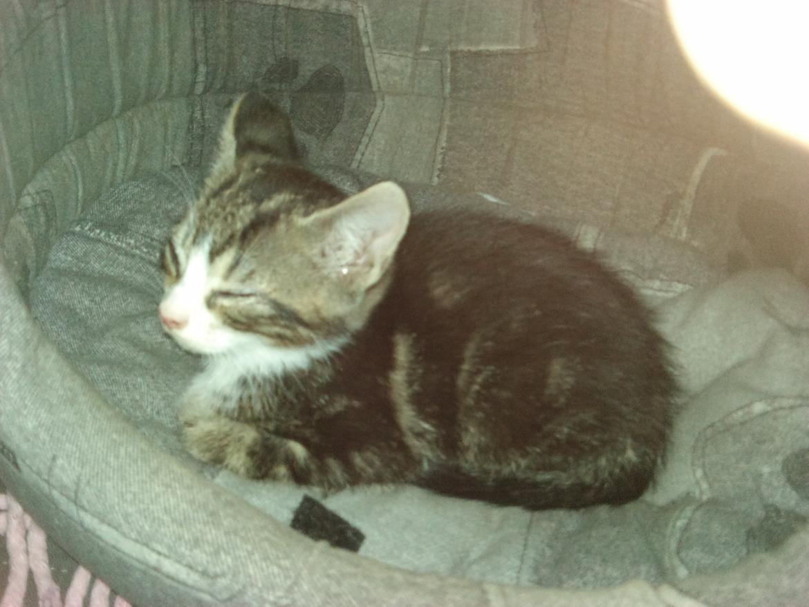 Blanding af racer Ferdinand billede 5