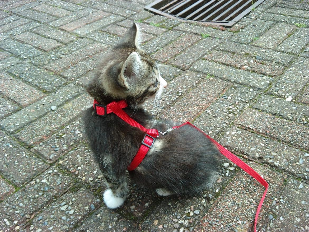 Blanding af racer Ferdinand billede 6