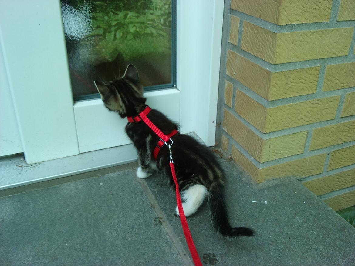 Blanding af racer Ferdinand billede 7