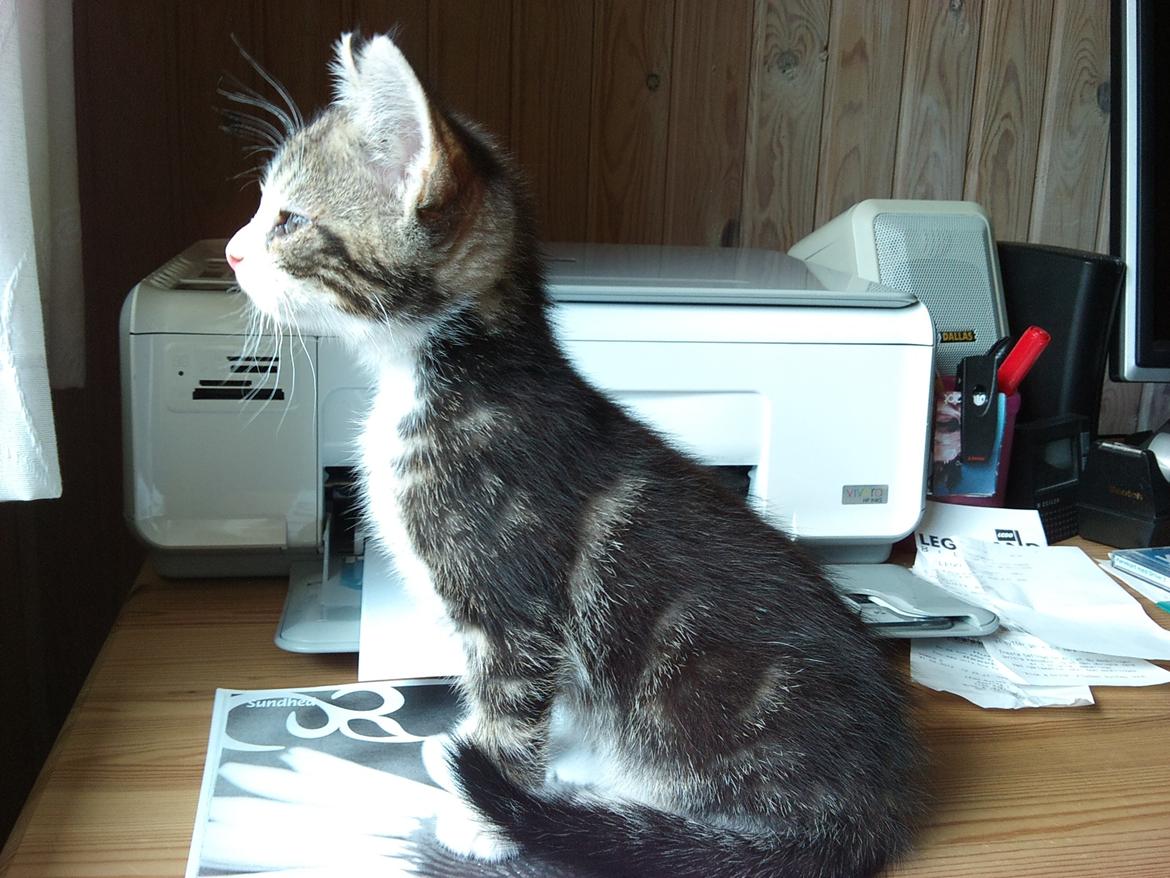 Blanding af racer Ferdinand billede 8