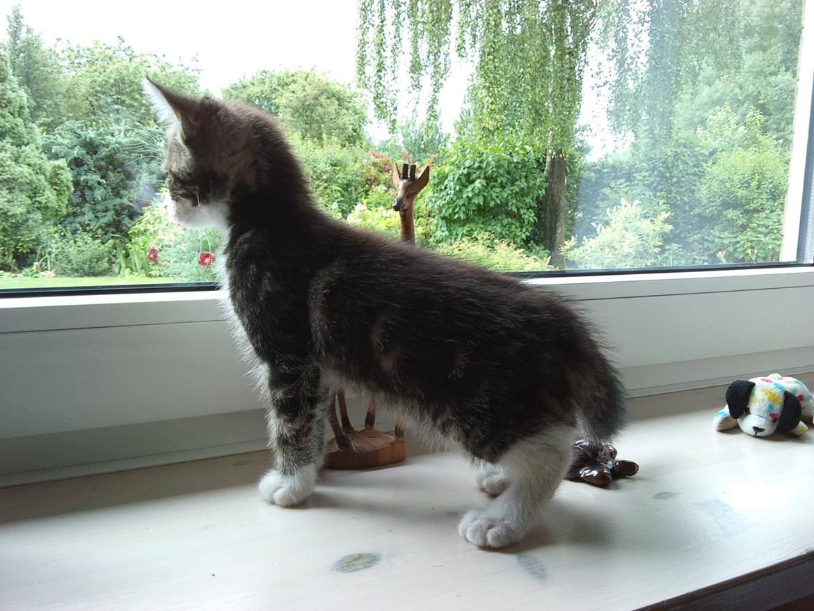 Blanding af racer Ferdinand billede 9