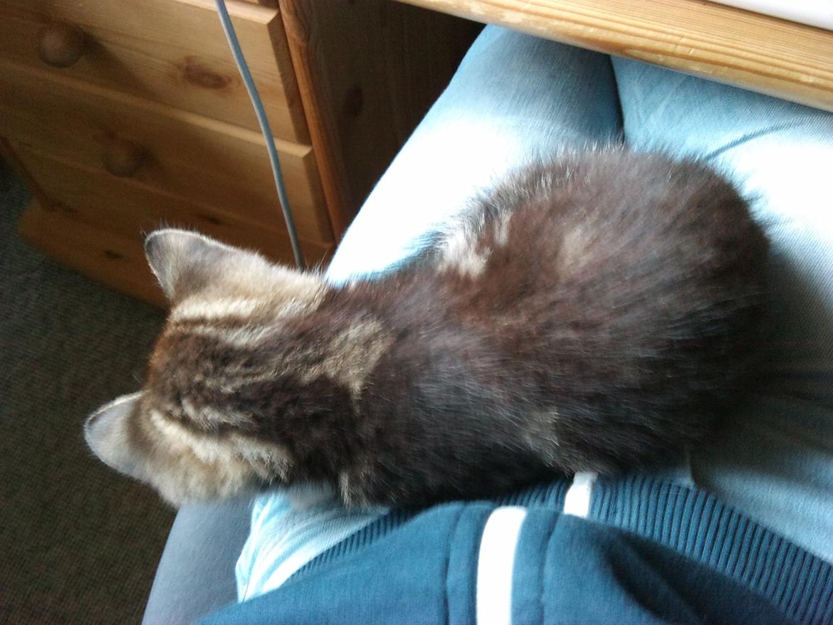 Blanding af racer Ferdinand billede 10