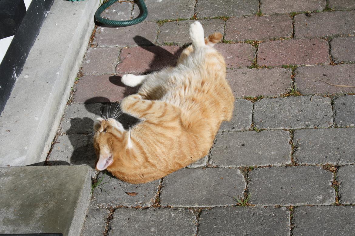 Huskat Tiger - Nyder solen udenfor billede 3