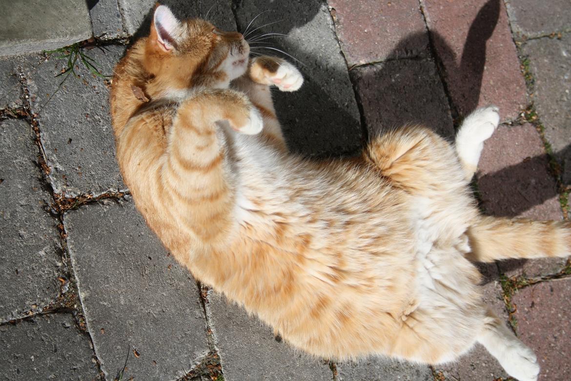 Huskat Tiger - Nyder solen billede 4