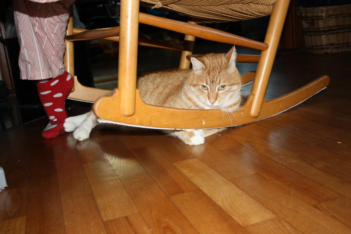 Huskat Tiger - Farligt med poterne under gyngestolen :) billede 5