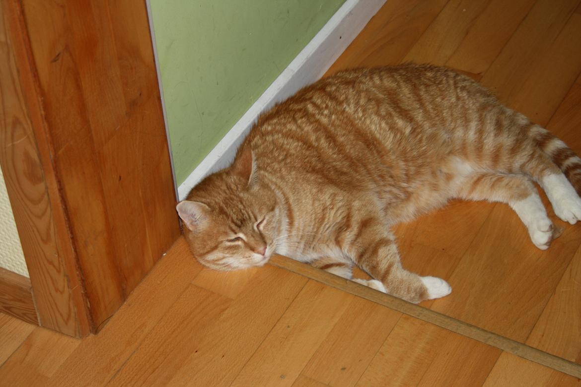 Huskat Tiger - Han nåede kun halvvejs ind til soveværelset billede 6