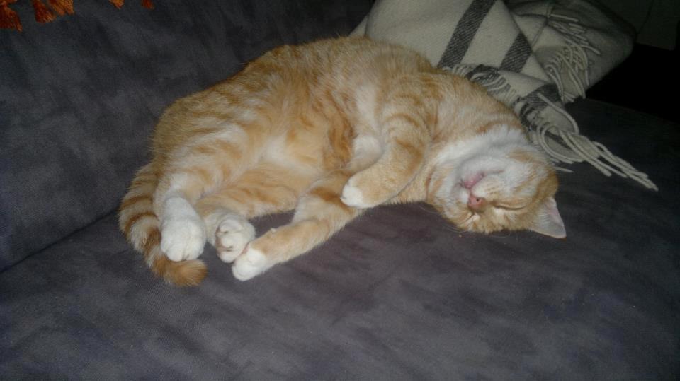 Huskat Tiger - Det lille pus faldt i søvn midt under en larmende film billede 7