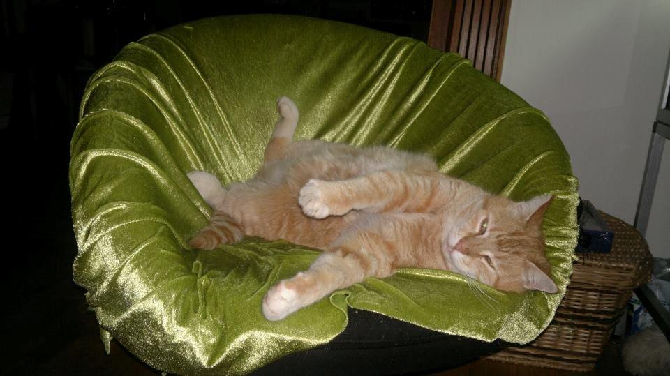 Huskat Tiger - I sin yndlings stol foran akvariet billede 8