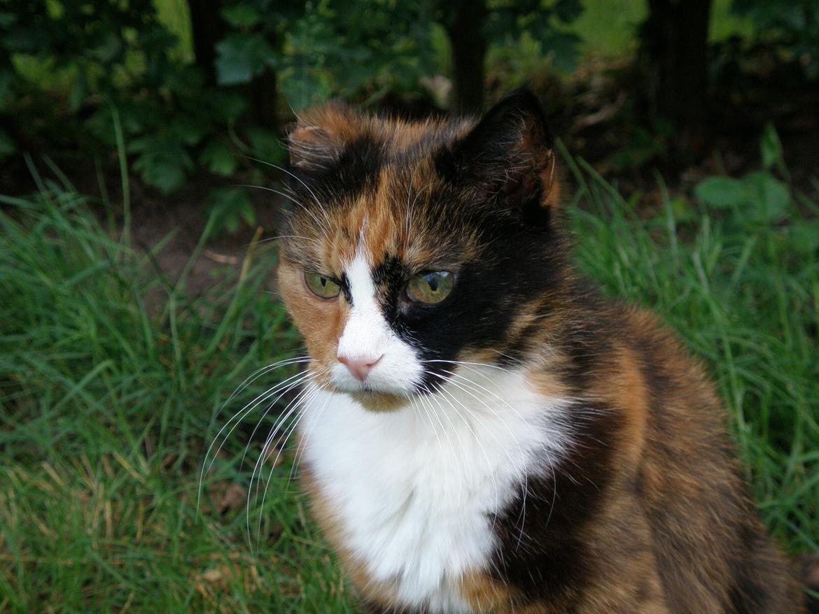 Huskat Fie billede 2