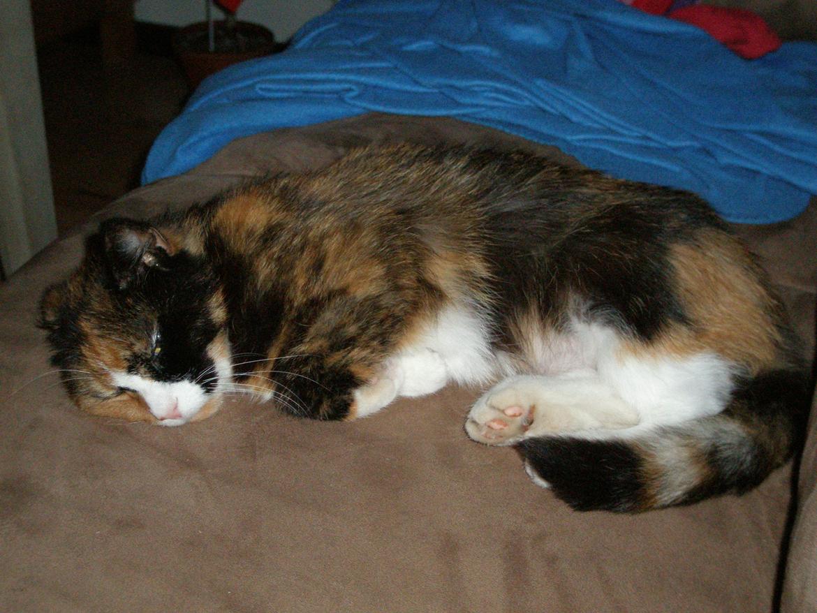 Huskat Fie billede 3