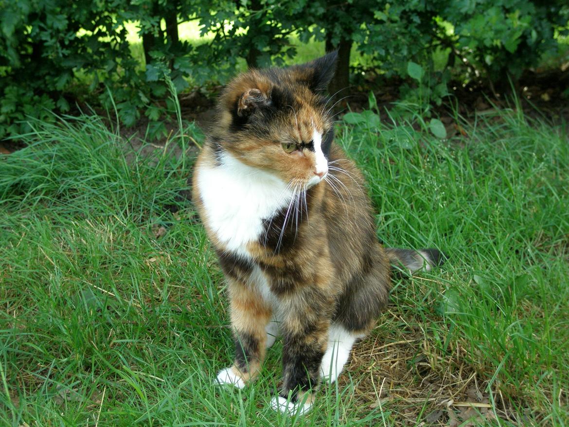 Huskat Fie billede 4