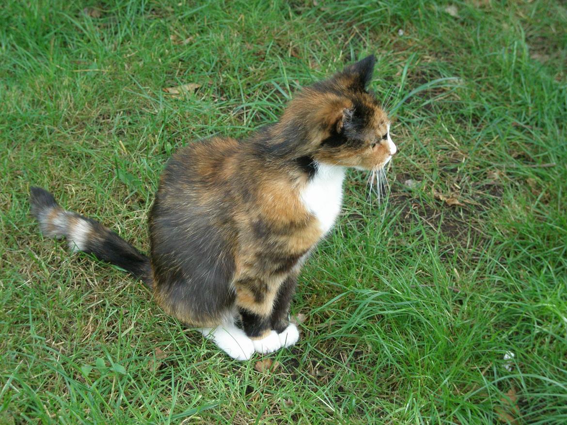 Huskat Fie billede 5