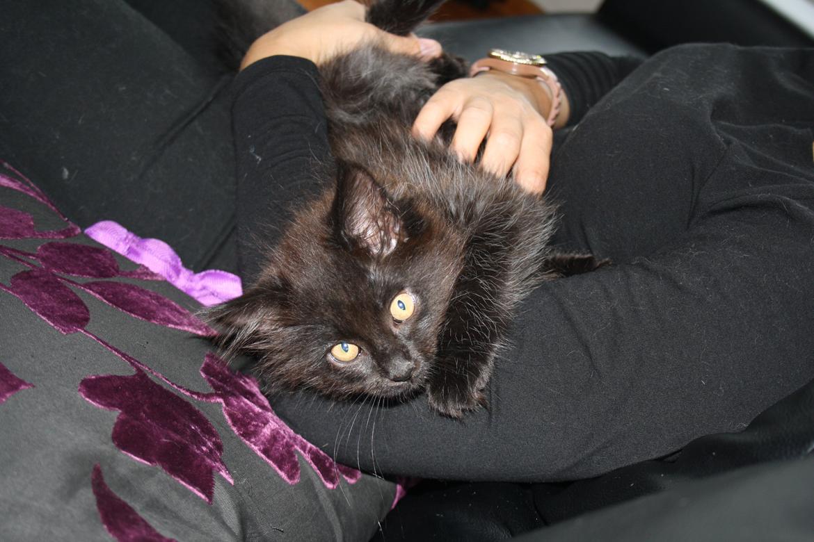 Maine Coon Neytiri billede 1