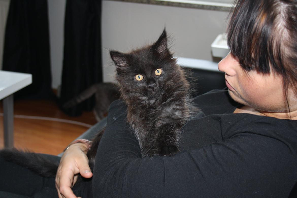 Maine Coon Neytiri billede 2