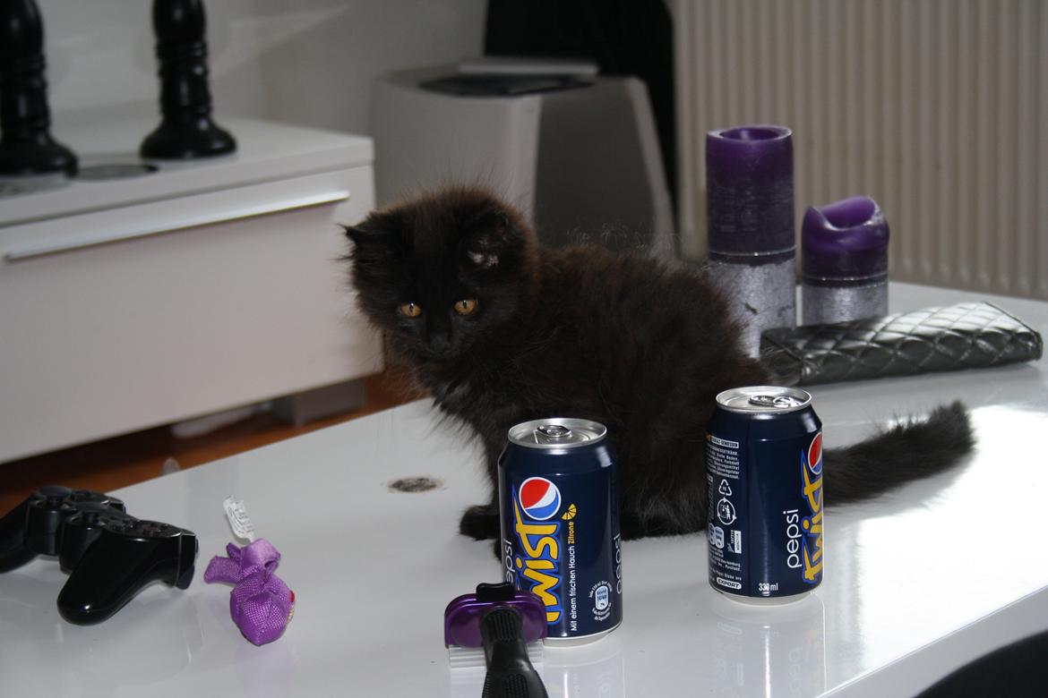 Maine Coon Neytiri billede 3