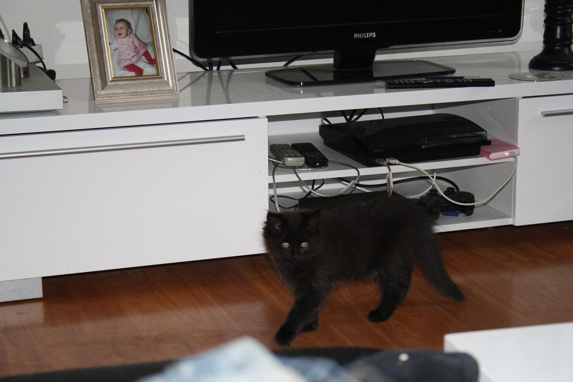 Maine Coon Neytiri billede 4