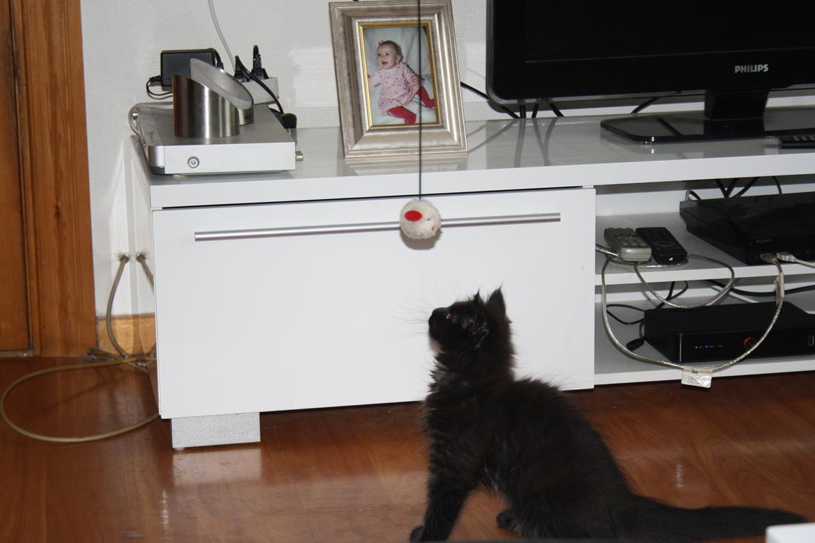 Maine Coon Neytiri billede 5