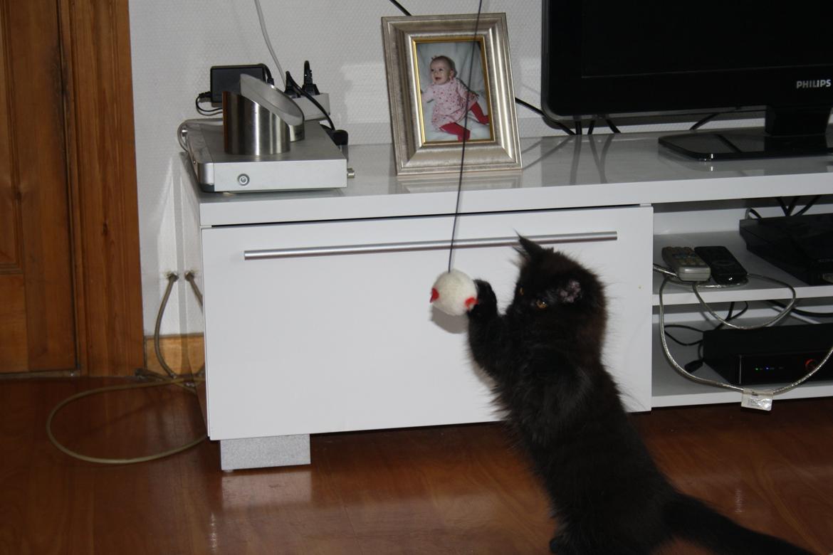 Maine Coon Neytiri billede 6