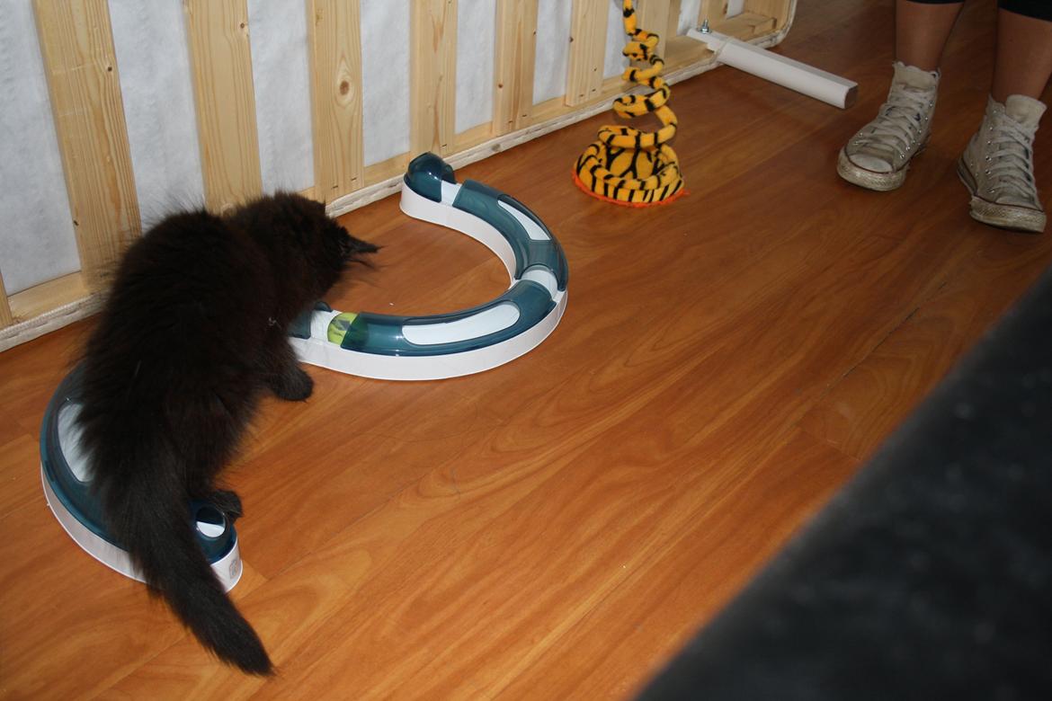 Maine Coon Neytiri billede 7