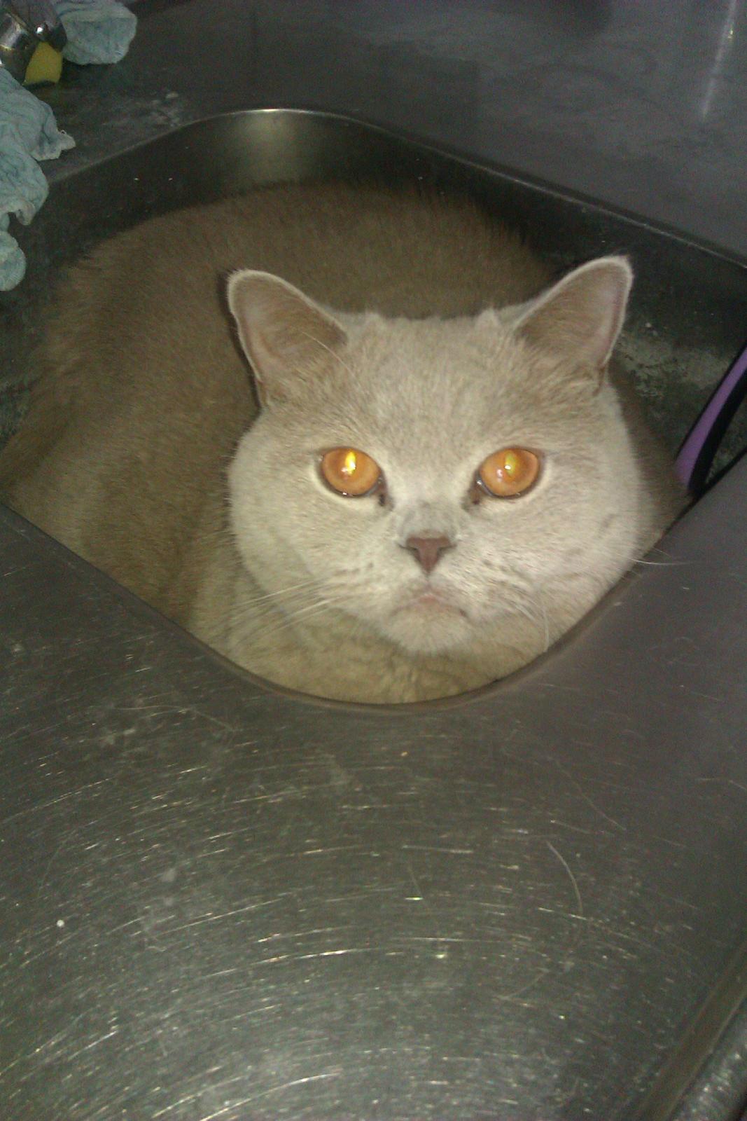 British Shorthair midas billede 20