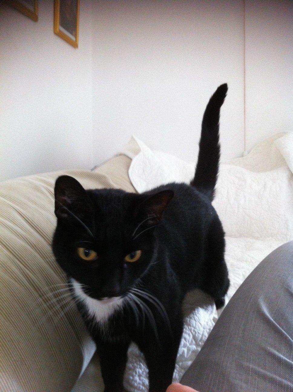 Huskat Filippa billede 3