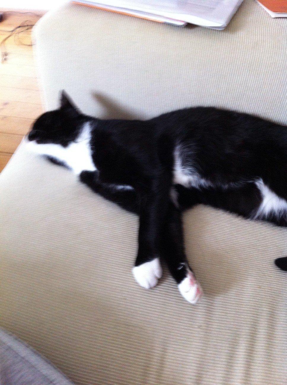 Huskat Filippa billede 4