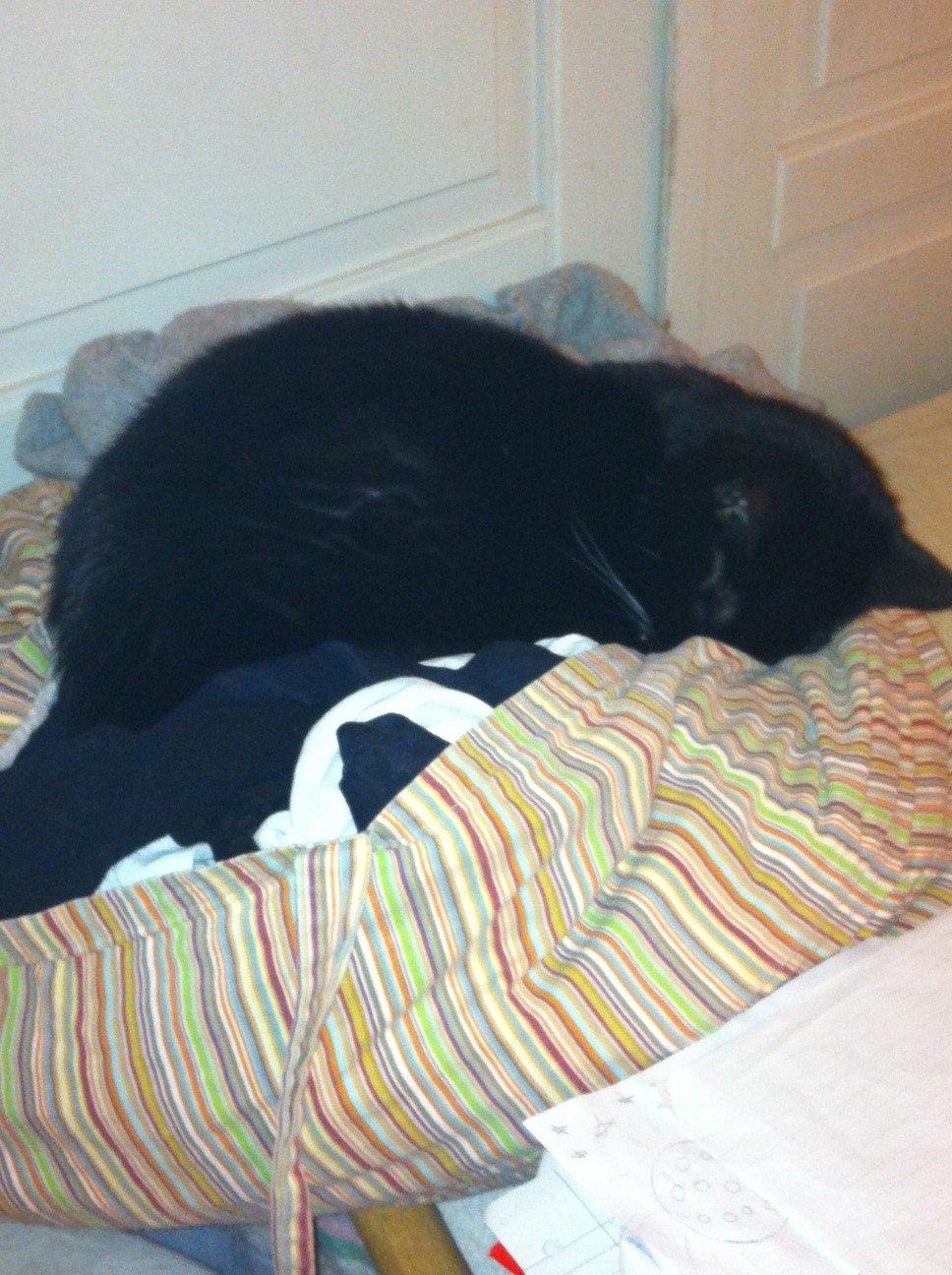 Huskat Filippa billede 14