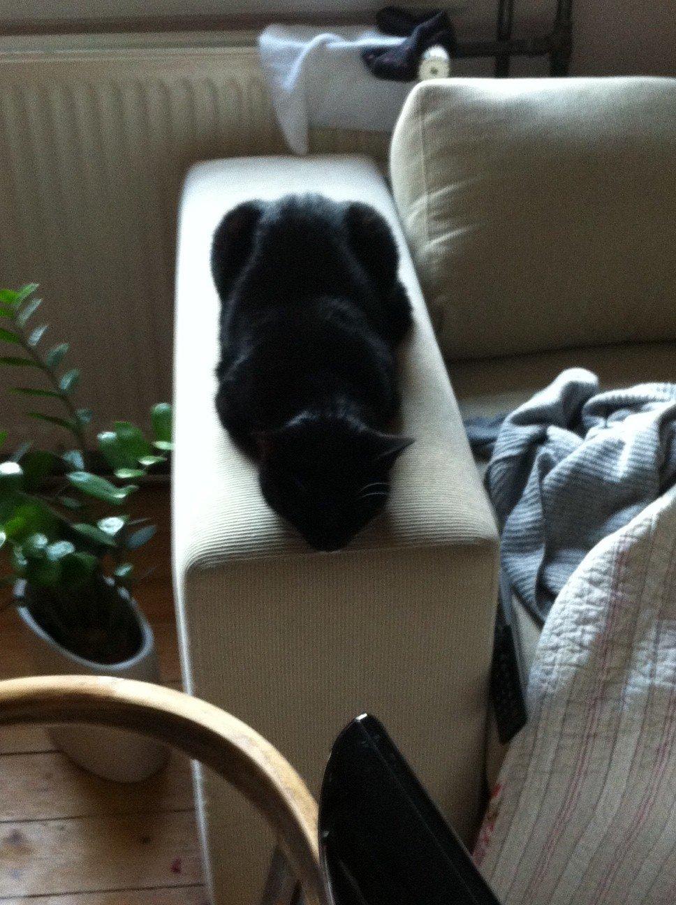 Huskat Filippa billede 6