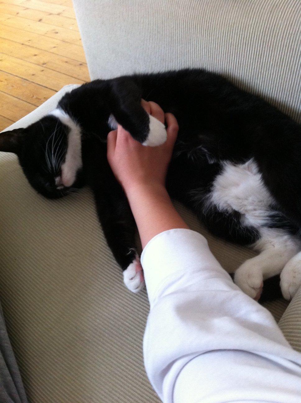 Huskat Filippa billede 5