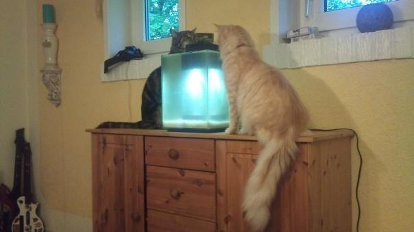 Maine Coon Pink Panther billede 2