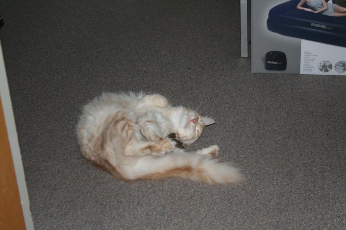 Maine Coon Pink Panther billede 8