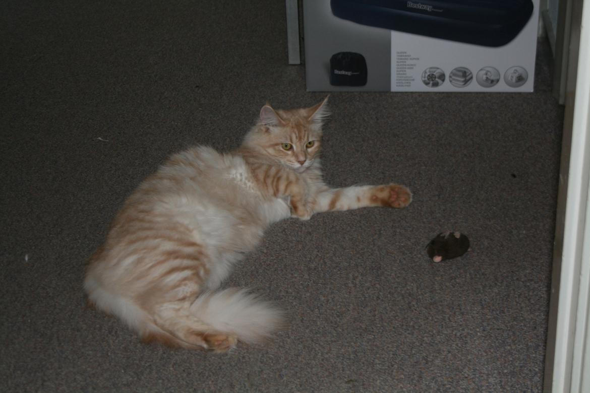 Maine Coon Pink Panther billede 18