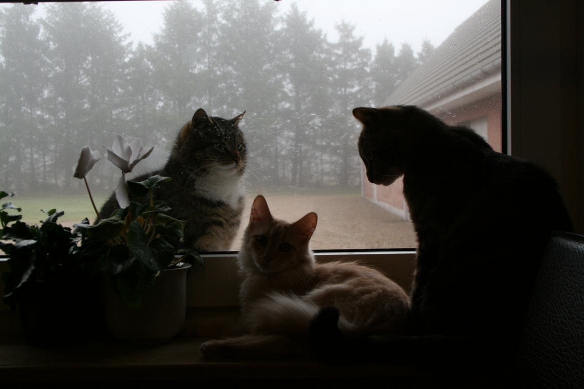 Blanding af racer Tiger (MCO blanding) - Tiger, Panther og en hankat der enten fulgte med gården, eller er én af naboernes... Kalder ham ALLAN... billede 2