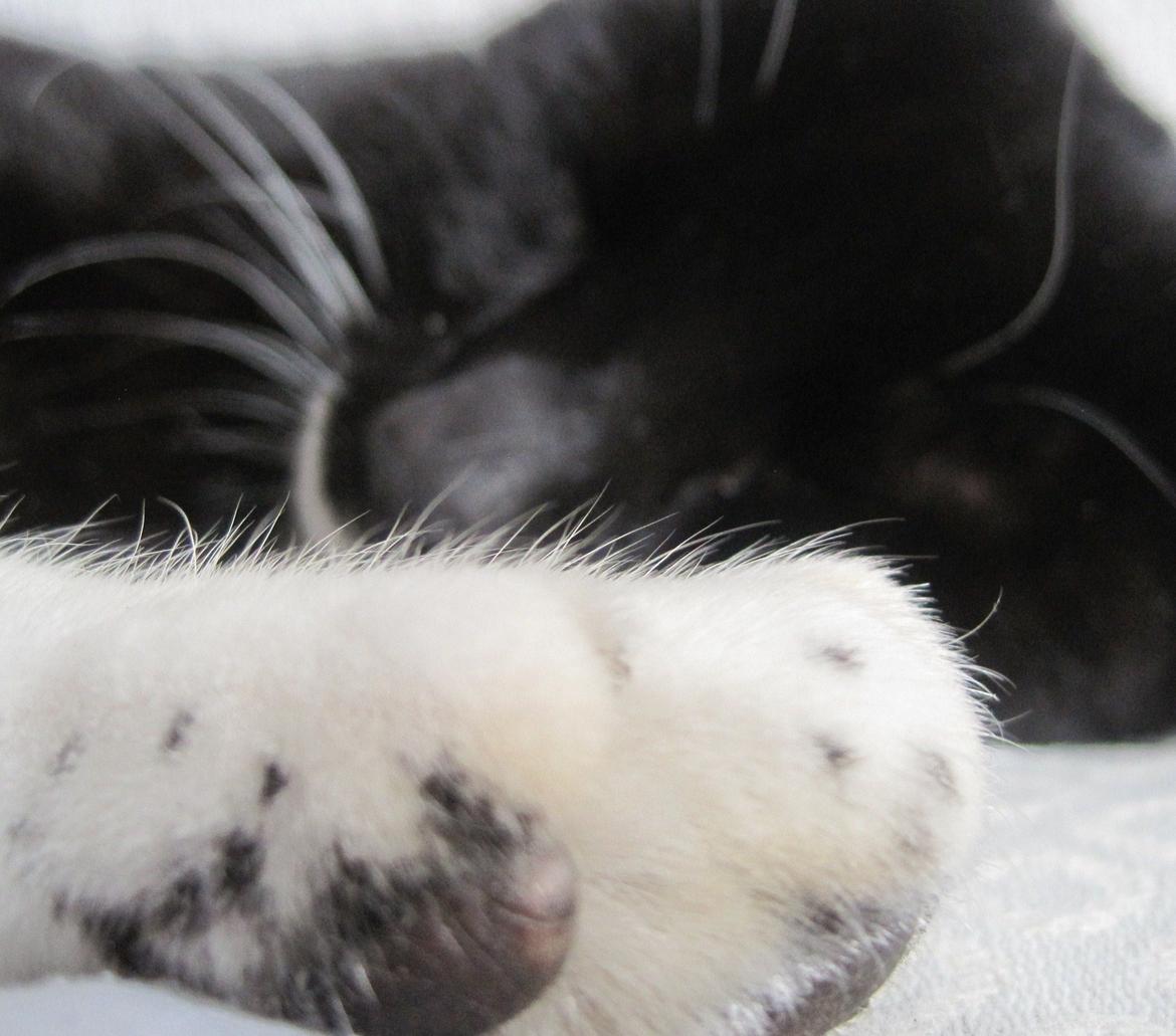 Huskat | Mosevangens Bichar {R.I.P 21/5-12} - #15  Har øvet mig lidt i at tage billeder, og tager lige nogle diskrete billeder. Han vågnede heldigvis ikke, hehe. ♥
//Fotograf: Mig billede 15