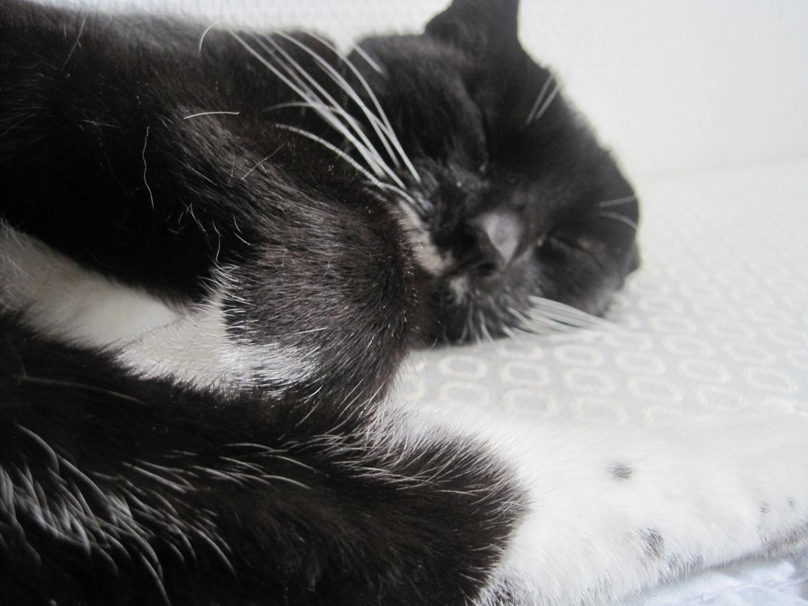 Huskat | Mosevangens Bichar {R.I.P 21/5-12} - #16   Har øvet mig lidt i at tage billeder, og tager lige nogle diskrete billeder. Han vågnede heldigvis ikke, hehe. ♥
//Fotograf: Mig billede 16