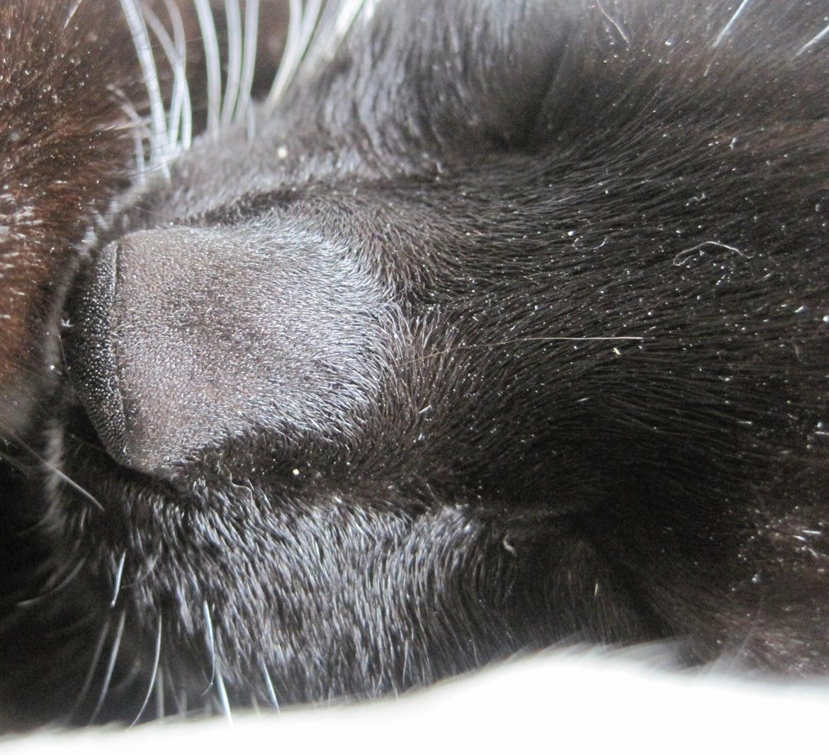 Huskat | Mosevangens Bichar {R.I.P 21/5-12} - #17   Har øvet mig lidt i at tage billeder, og tager lige nogle diskrete billeder. Han vågnede heldigvis ikke, hehe. ♥
//Fotograf: Mig billede 17