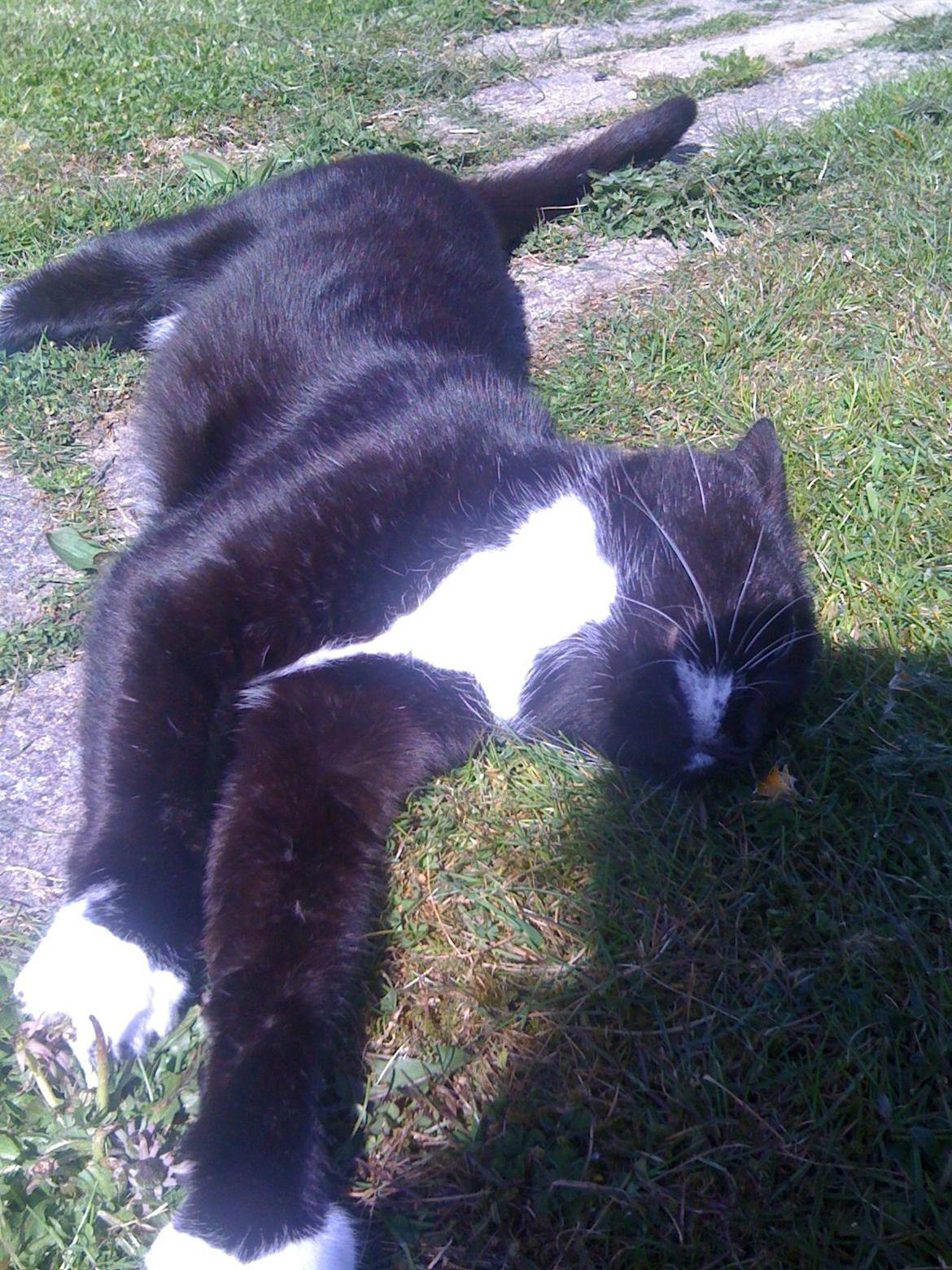 Huskat | Mosevangens Bichar {R.I.P 21/5-12} - Baby you light up my world like nobody else. (-': ♥
//Fotograf: Mig billede 18