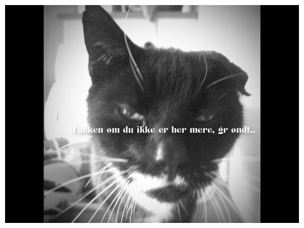 Huskat | Mosevangens Bichar {R.I.P 21/5-12} - Et gammelt billede, men for pokker hvor jeg savner dig, mus! ♥
Fotograf: Mig
Redigering: Photoshop billede 20