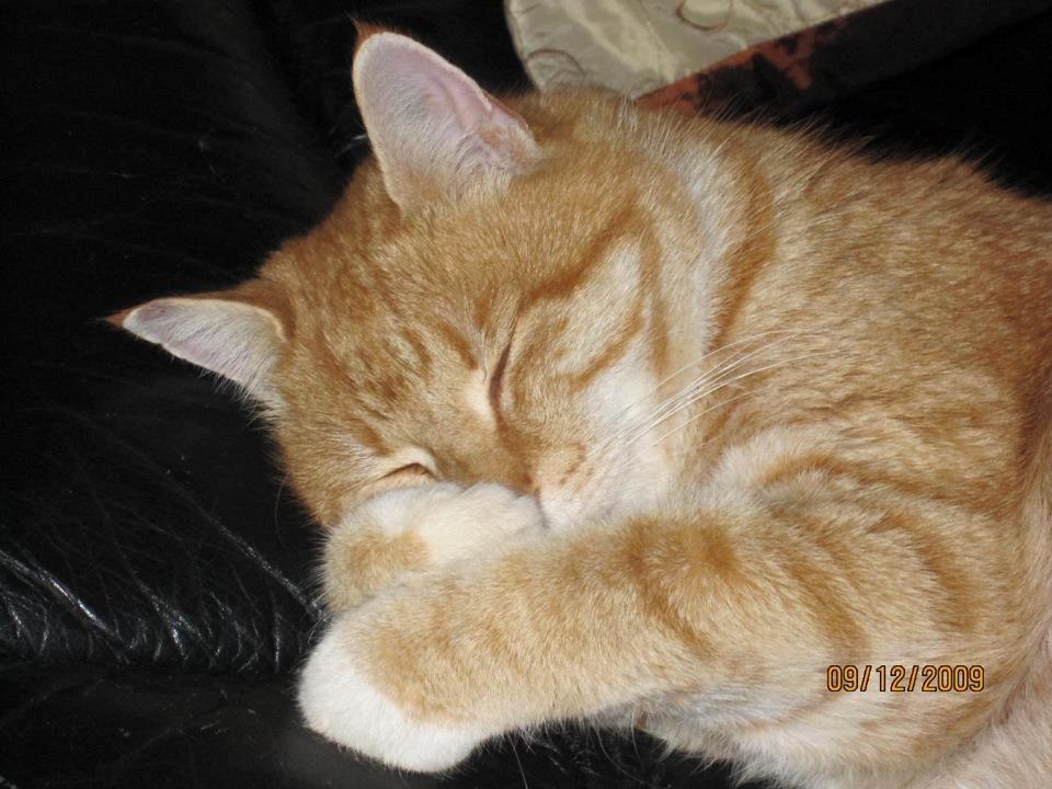 Huskat Tiger billede 1