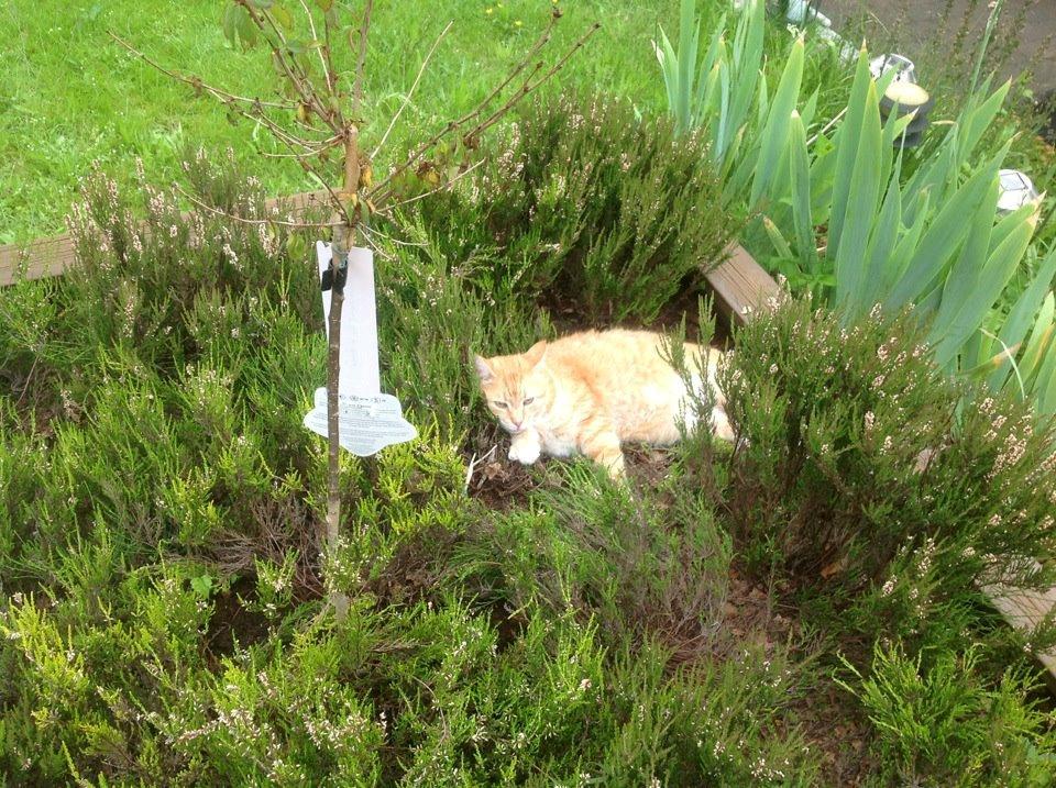 Huskat Tiger billede 9