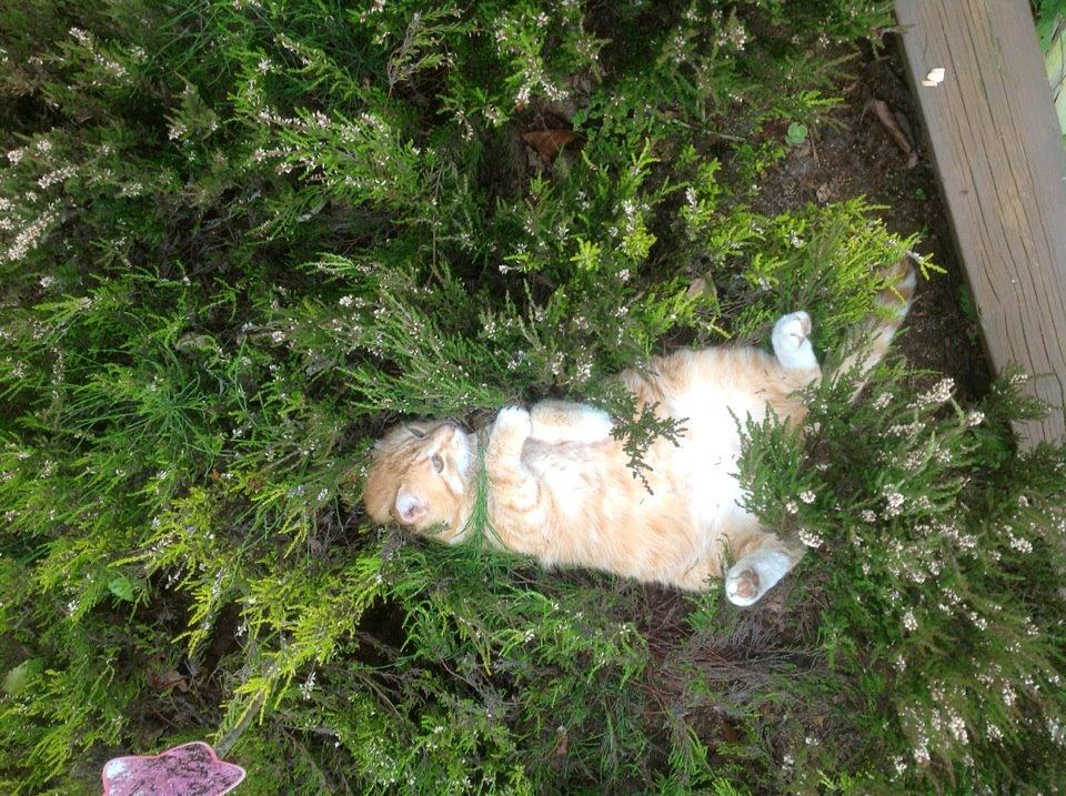 Huskat Tiger billede 10