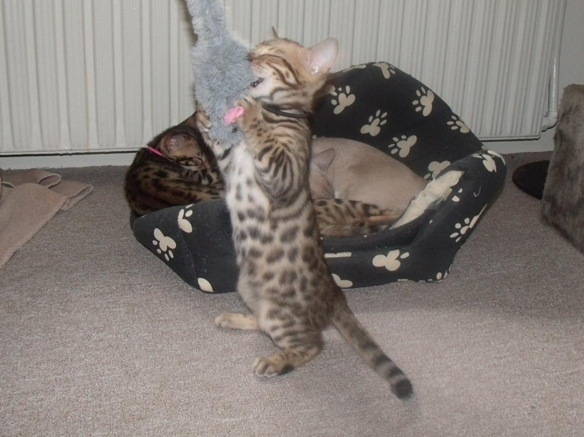 Bengal Lank`s Vanilla billede 1