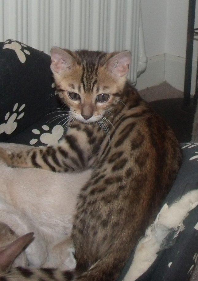 Bengal Lank`s Vanilla billede 2