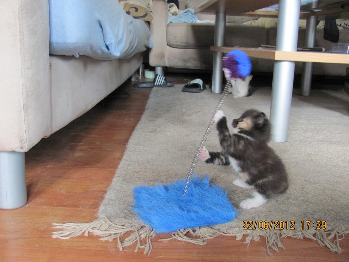Huskat Taz billede 14