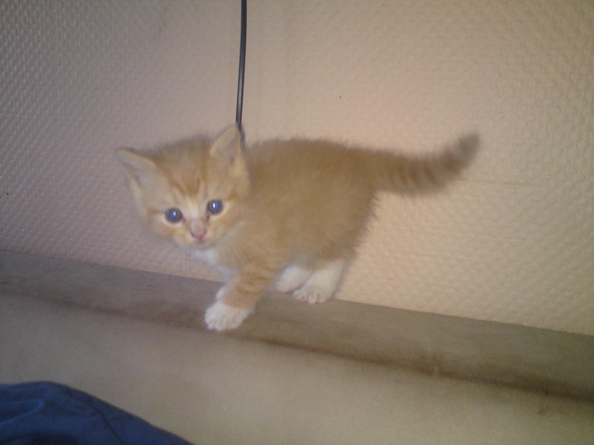 Huskat Cornelius R.I.P. billede 17